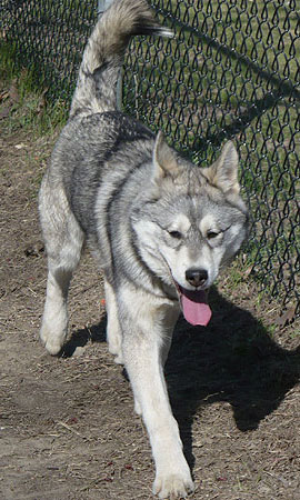 Apollo at the dog park.