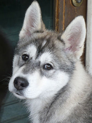 Apollo when we brought him home.