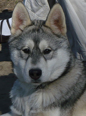 Apollo at the dog park.