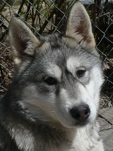 Apollo at 5 months old.