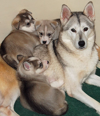 Apollo on the left, he is with his mom & brothers.