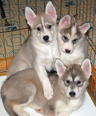 Apollo laying down with his brothers.