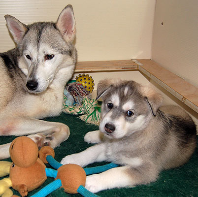 Pepper & Apollo.