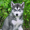 Beaver at 8 weeks of age.