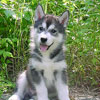 Beaver at 7 weeks of age.