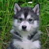 Beaver at 5 weeks of age.