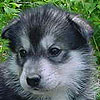 Beaver at 4 weeks of age.