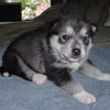 Beaver at 3 weeks of age.