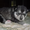 Beaver at 2 weeks of age.