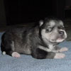 Beaver at 1 week of age.