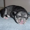 Beaver at 1 day old.