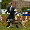 Ben at the 2007 Yankee Siberian Husky Club Specialty Show in the sled dog class.