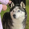 Ali showing Ben at the 2006 Yankee Siberian Husky Club Specialty Show in juniors.