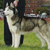 Ben at the 2006 Yankee Siberian Husky Club Specialty Show taking an award of merit.