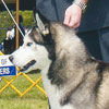 Ben taking Best Of Breed and finishing his championship.