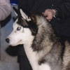 Ben taking Winners Dog for his third major.