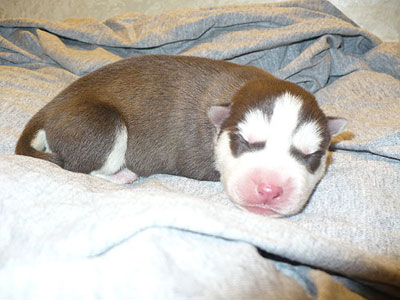 Charger at 1 day old.