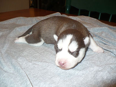 Charger at 1 week old.