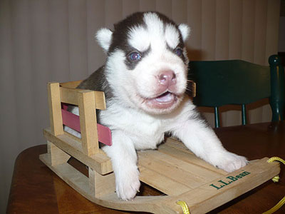 Charger at 2 weeks old.