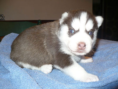 Charger at 3 weeks old.