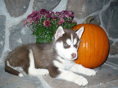 Charger at 9 weeks old.