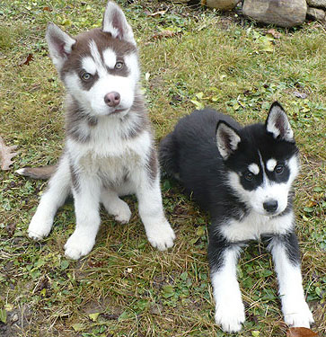 Charger & Nova at 11 weeks old.