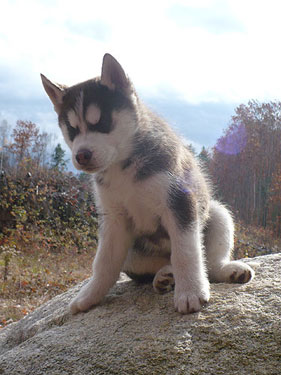 Charger at 10 weeks old.