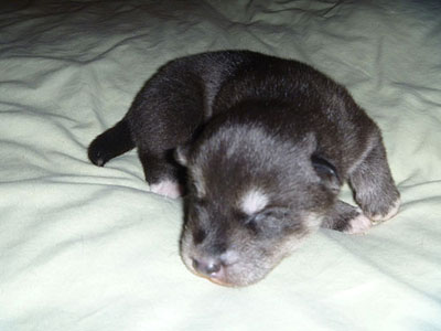 Charlie at 1 week old