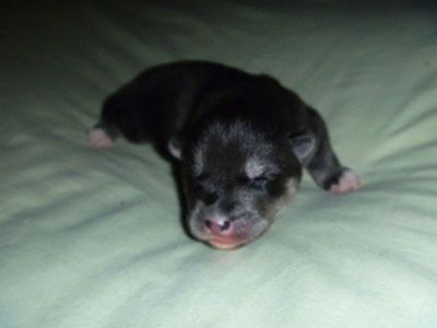 Charlie at 3 days old