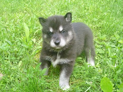 Charlie at 3 weeks old
