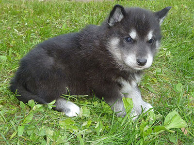 Charlie at 4 weeks old