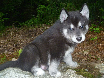 Charlie at 5 weeks old