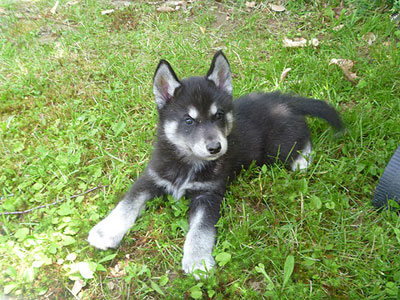 Charlie at 6 weeks old