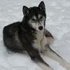 Circe at 1.5 years of age.