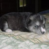 Circe at 2 weeks of age.