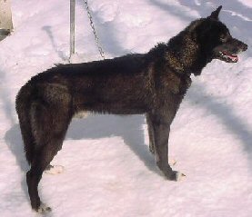 full black husky