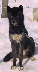 full black husky