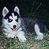 Coyuk at 6 weeks old.