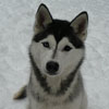 Dahlia at 7 months of age.