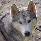 Darwin at 2.5 years of age.