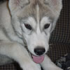 Darwin at 14 weeks old.