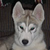 Darwin at 14 weeks old.