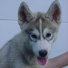 Darwin at 13 weeks old.