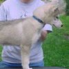 Darwin at 13 weeks old.