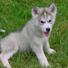 Darwin at 7 weeks old.
