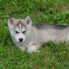 Darwin at 7 weeks old.