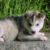 Darwin at 5 weeks old.