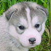 Darwin at 4 weeks old.