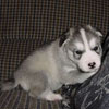 Darwin at 3 weeks old.