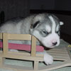 Darwin at 2 weeks old.